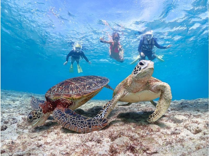 【宮古島/送迎可能】遭遇率100％継続！ ウミガメやカラフルなお魚と泳げる感動のシュノーケルツアー／当日予約＆前日予約OK！の紹介画像