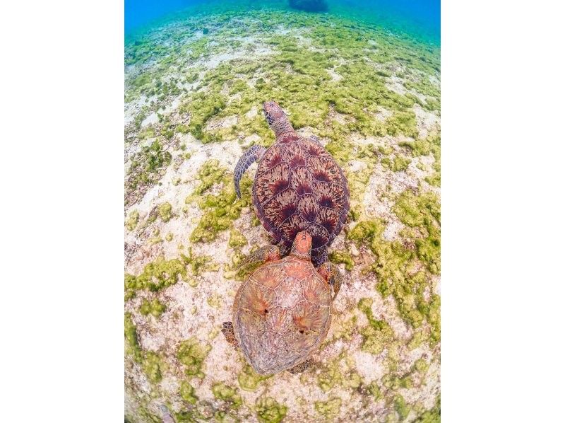 [Miyakojima] 100% chance of encountering them!! Beginners and children welcome!! A special snorkeling experience where you can swim up close with sea turtles and tropical fish!! Free high-resolution photos!!の紹介画像