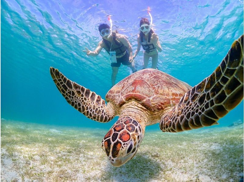 【宮古島】インスタ映え！ウミガメと泳げる贅沢なシュノーケリングツアー！高画質写真データ&器材全て無料！！初心者やお子様でも大歓迎！！！