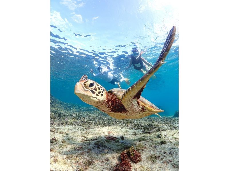 [Miyakojima | Sea turtle encounter rate is almost 100%] Small-group snorkeling tour for beginners | / Safe even in winter / Same-day reservations available / Free high-resolution dataの紹介画像
