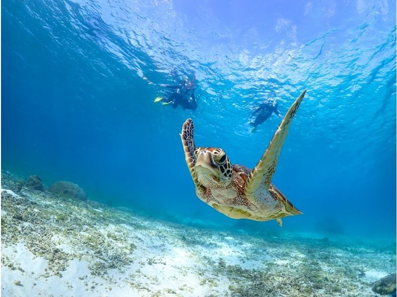 [Miyakojima] 100% chance of encountering them!! Beginners and children welcome!! A special snorkeling experience where you can swim up close with sea turtles and tropical fish!! Free high-resolution photos!!の紹介画像