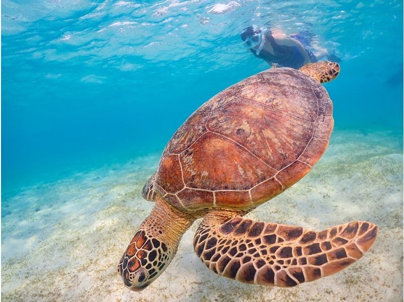 [Miyakojima] 100% chance of encountering them!! Beginners and children welcome!! A special snorkeling experience where you can swim up close with sea turtles and tropical fish!! Free high-resolution photos!!の紹介画像