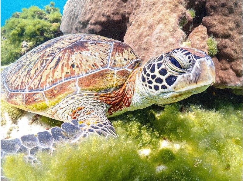 [Miyakojima] 100% chance of encountering them!! Beginners and children welcome!! A special snorkeling experience where you can swim up close with sea turtles and tropical fish!! Free high-resolution photos!!の紹介画像