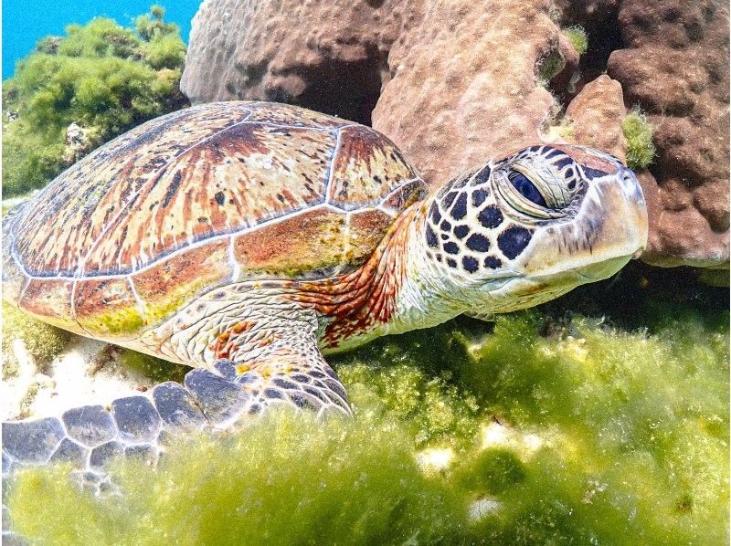 [Miyakojima] 100% chance of encountering them!! Beginners and children welcome!! A special snorkeling experience where you can swim up close with sea turtles and tropical fish!! Free high-resolution photos!!の紹介画像
