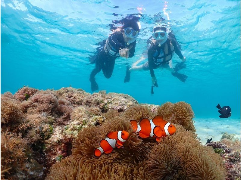 【沖縄・宮古島】初心者専門ガイドだから安心！ウミガメと間近で泳ぐ、特別なシュノーケリング体験！の紹介画像