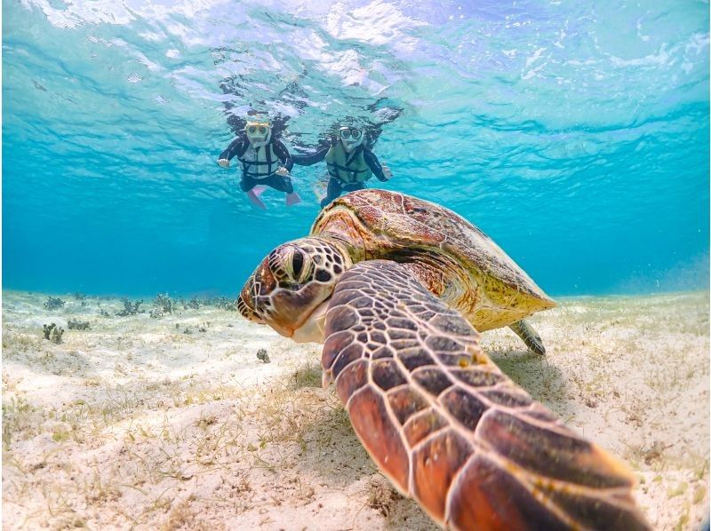 [Miyakojima] 100% chance of encountering them!! Beginners and children welcome!! A special snorkeling experience where you can swim up close with sea turtles and tropical fish!! Free high-resolution photos!!の紹介画像