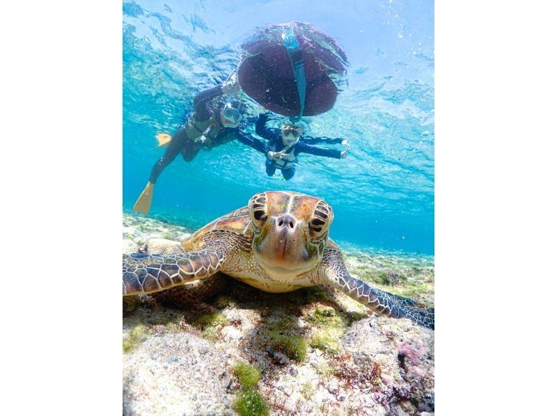 [Miyakojima] 100% chance of encountering them!! Beginners and children welcome!! A special snorkeling experience where you can swim up close with sea turtles and tropical fish!! Free high-resolution photos!!の紹介画像