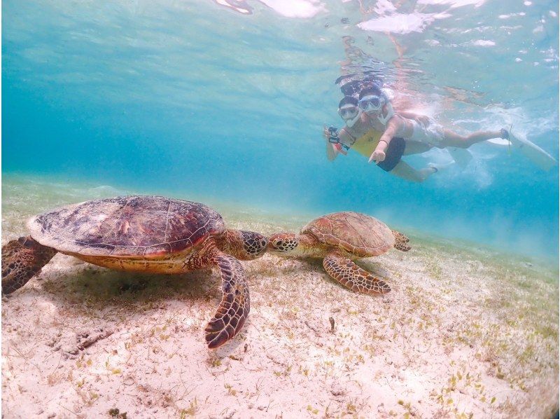 【宮古島】インスタ映え！ウミガメと泳げる贅沢なシュノーケリングツアー！高画質写真データ&器材全て無料！！初心者やお子様でも大歓迎！！！