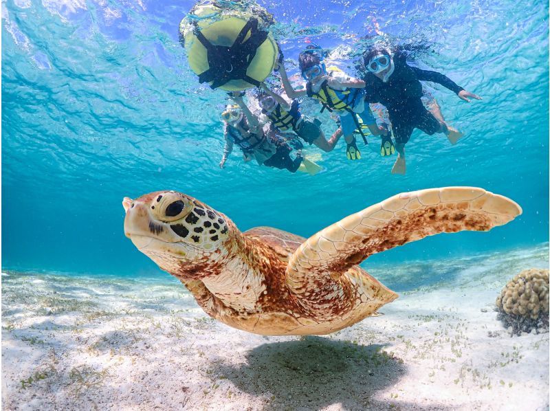 【宮古島/送迎可能】遭遇率100％継続！ ウミガメやカラフルなお魚と泳げる感動のシュノーケルツアー／当日予約＆前日予約OK！の紹介画像