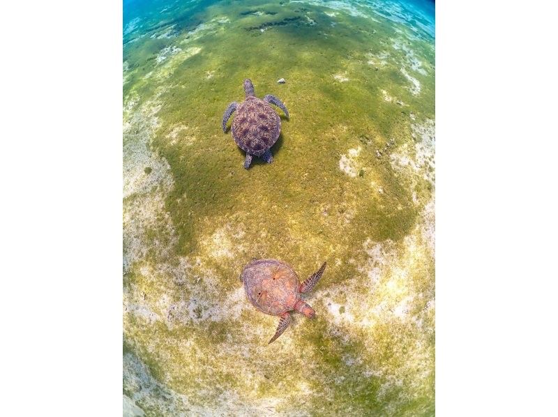 [Miyakojima] 100% encounter rate continues! Beginners and children welcome! A special snorkeling experience where you can swim up close with sea turtles and tropical fish! Free high-resolution photos!の紹介画像