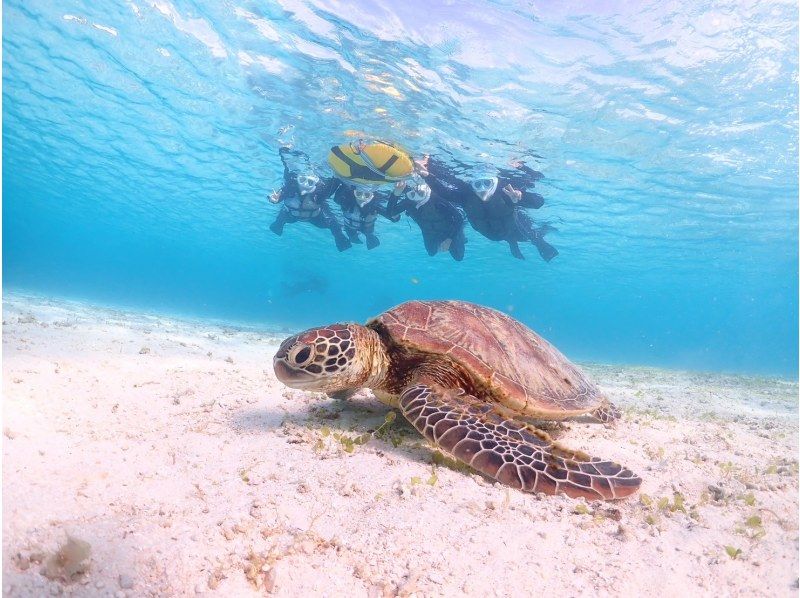 【宮古島】インスタ映え！ウミガメと泳げる贅沢なシュノーケリングツアー！高画質写真データ&器材全て無料！！初心者やお子様でも大歓迎！！！