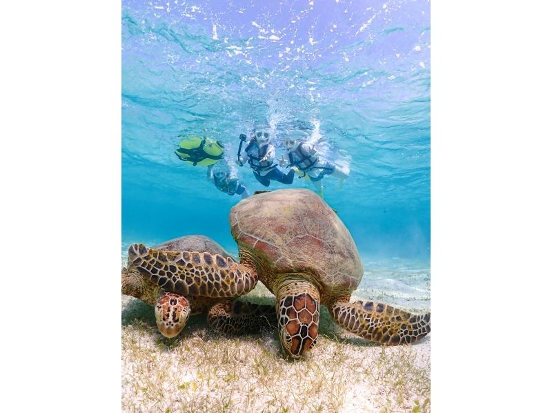 [Miyakojima] 100% encounter rate continues! Beginners and children welcome! A special snorkeling experience where you can swim up close with sea turtles and tropical fish! Free high-resolution photos!の紹介画像