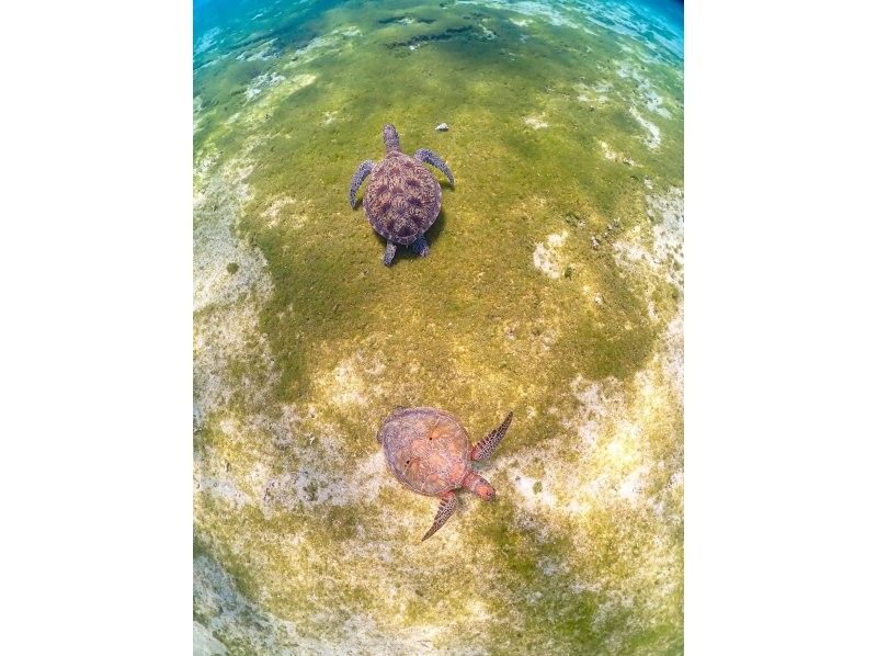[Miyakojima] 100% chance of encountering them!! Beginners and children welcome!! A special snorkeling experience where you can swim up close with sea turtles and tropical fish!! Free high-resolution photos!!の紹介画像