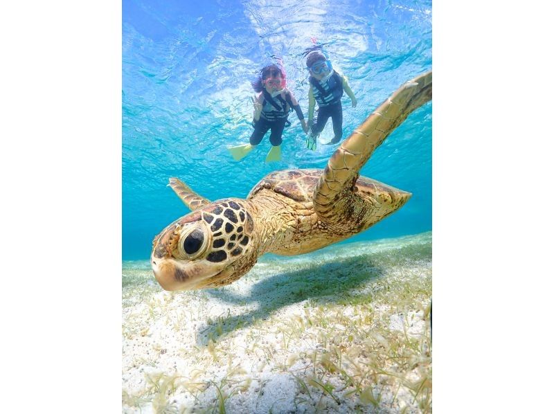 [Miyakojima] 100% encounter rate continues! Beginners and children welcome! A special snorkeling experience where you can swim up close with sea turtles and tropical fish! Free high-resolution photos!の紹介画像