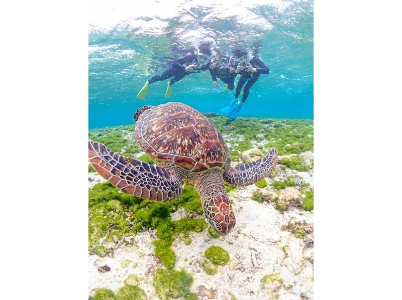 [Miyakojima] 100% chance of encountering them!! Beginners and children welcome!! A special snorkeling experience where you can swim up close with sea turtles and tropical fish!! Free high-resolution photos!!の紹介画像