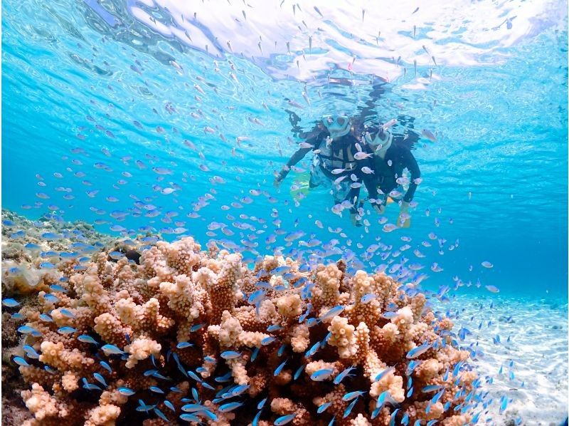 [Miyakojima] 100% encounter rate continues! Beginners and children welcome! A special snorkeling experience where you can swim up close with sea turtles and tropical fish! Free high-resolution photos!の紹介画像