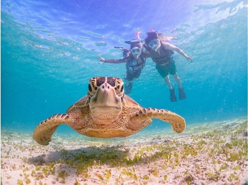 【宮古島】インスタ映え！ウミガメと泳げる贅沢なシュノーケリングツアー！高画質写真データ&器材全て無料！！初心者やお子様でも大歓迎！！！