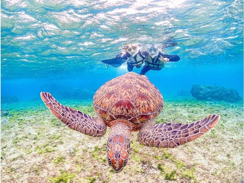 【沖縄・宮古島】初心者専門ガイドだから安心！ウミガメと間近で泳ぐ、特別なシュノーケリング体験！の紹介画像