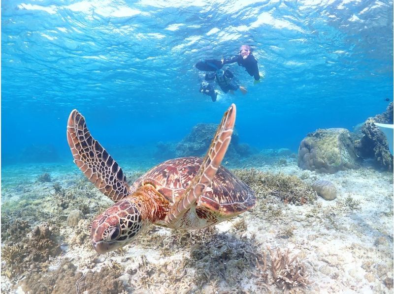 [Miyakojima] 100% chance of encountering them!! Beginners and children welcome!! A special snorkeling experience where you can swim up close with sea turtles and tropical fish!! Free high-resolution photos!!の紹介画像