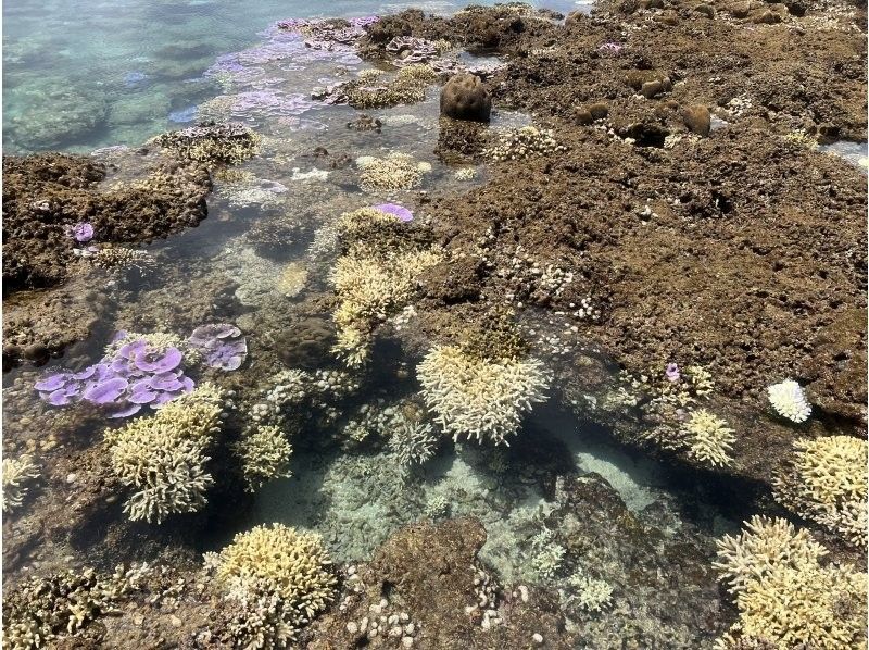 【沖縄・久米島】カヤック&シュノーケリング　(初心者·お子様連れもOK(0歳～)［現地集合プラン］