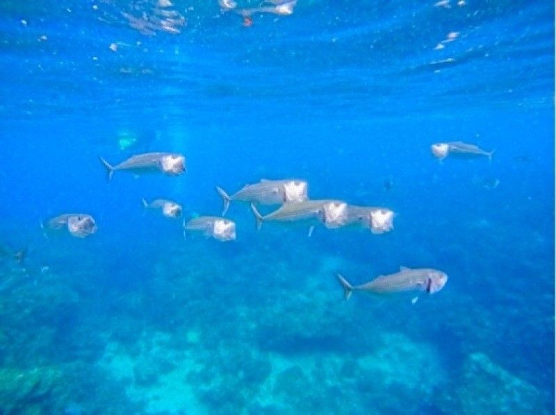 【ソロ活歓迎☆お一人様プラン】沖縄恩納村・青の洞窟シュノーケリング！当日予約可能◎18歳～65歳までOK♪老若男女に人気のプラン！の紹介画像