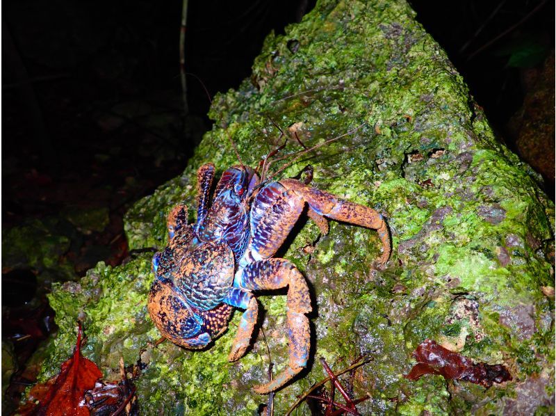 【宮古島/夜】ジャングルナイトツアー&満点星空鑑賞★レアな南国の生物探し探検ツアー★カップル/ファミリー/お1人様おすすめ★の紹介画像