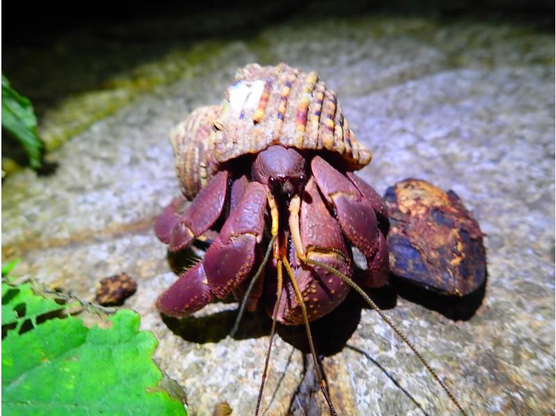 【宮古島/夜】ジャングルナイトツアー&満点星空鑑賞★レアな南国の生物探し探検ツアー★カップル/ファミリー/お1人様おすすめ★の紹介画像