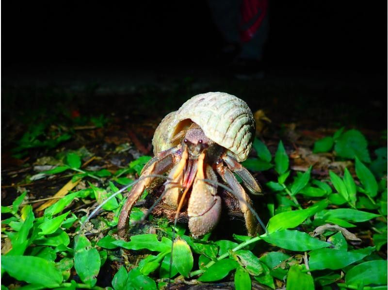【宮古島/夜】ジャングルナイトツアー&満点星空鑑賞★レアな南国の生物探し探検ツアー★カップル/ファミリー/お1人様おすすめ★の紹介画像