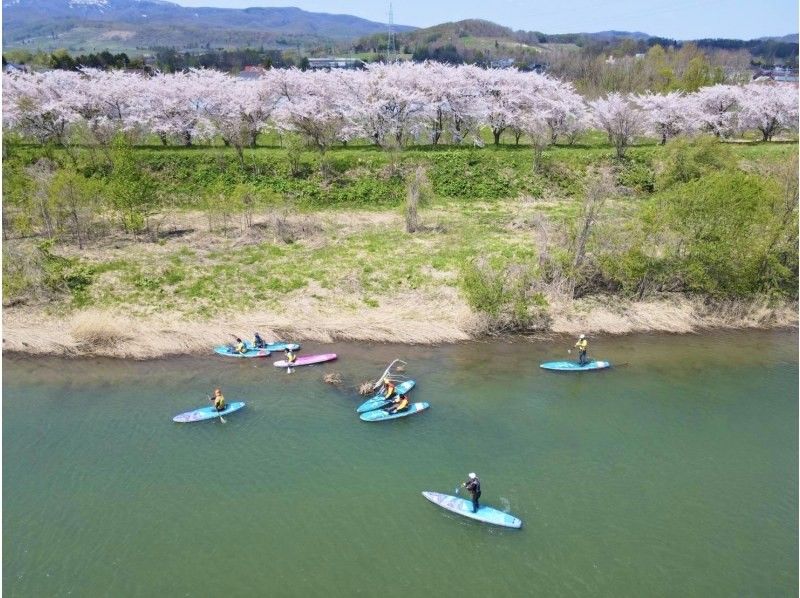 【春限定・余市駅徒歩7分】桜の時期はお花見SUPも♪余市川静水リバーSUP・春はドライスーツ完備・レンタル無料で安心♪ 写真データ無料の紹介画像