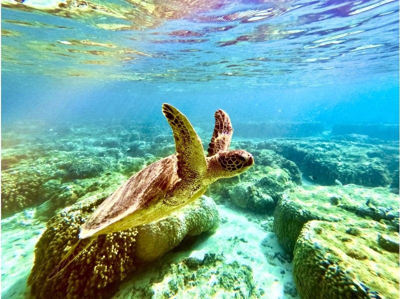 【宮古島･年齢制限なし】本当に出会える★海亀シュノーケル【子供料金有り・当日予約OK♪・ウェットスーツ体験料込み・未就学児・60歳以上可能】の紹介画像