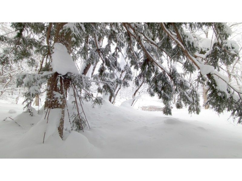【長野・信濃町】黒姫高原御鹿池でスノーシュー　午後からのスノートリップ３時間体験の紹介画像