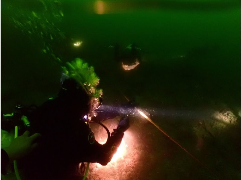 ナイトダイビングに参加しませんか？の紹介画像