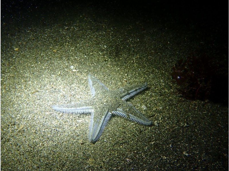 ナイトダイビングに参加しませんか？の紹介画像