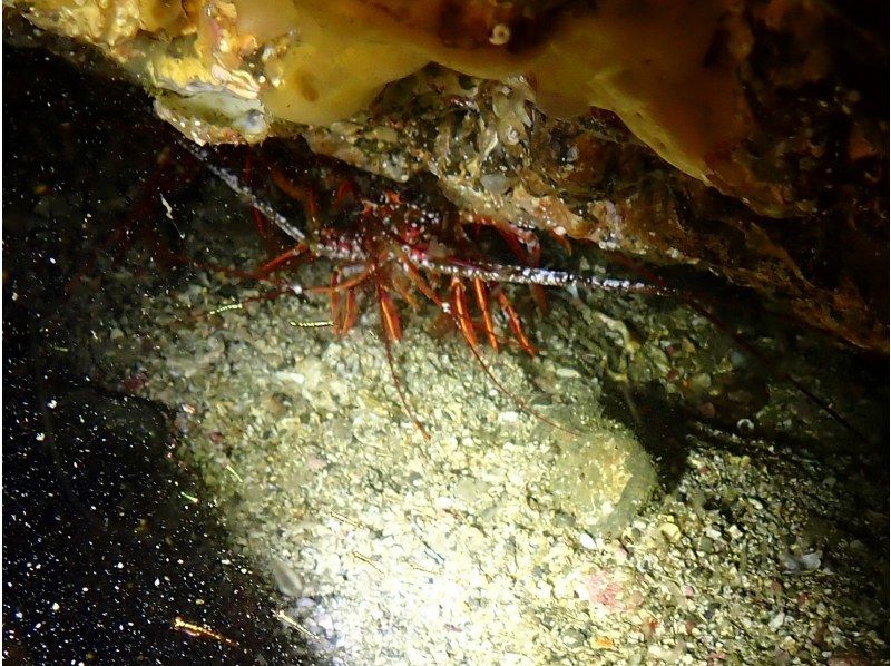 ナイトダイビングに参加しませんか？の紹介画像