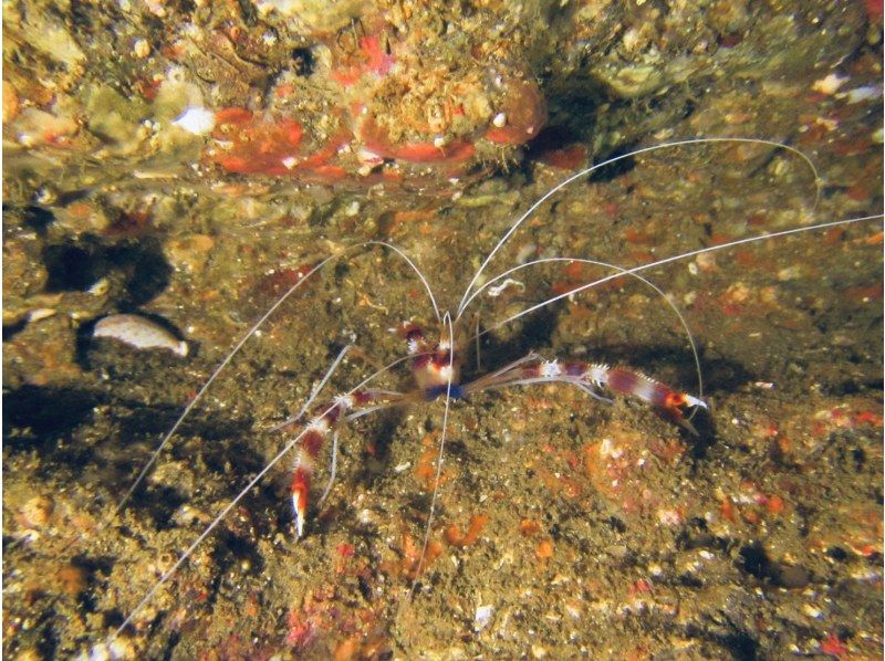 ナイトダイビングに参加しませんか？の紹介画像