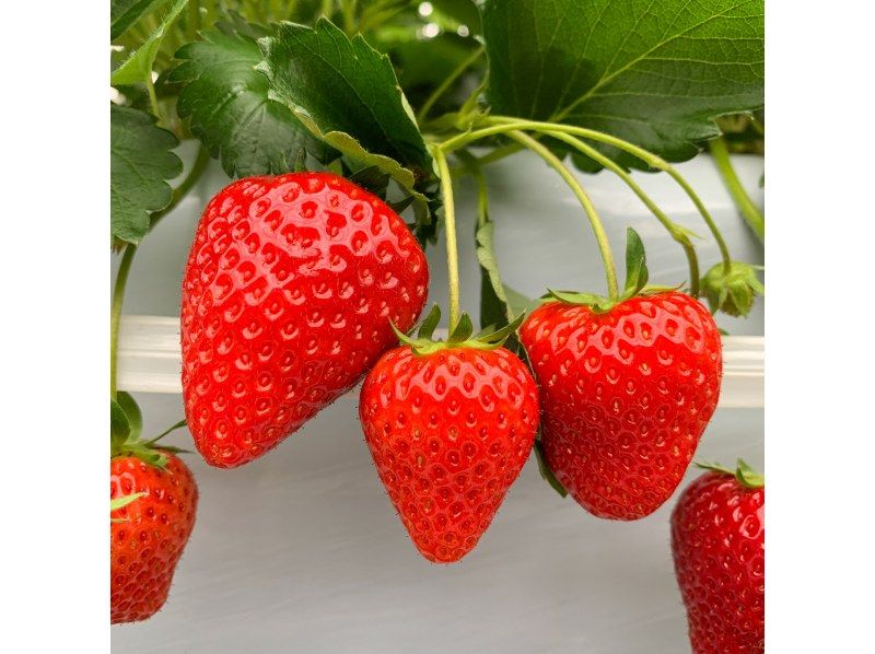 [Nagano/Karuizawa] Spring sale underway★Winter/spring strawberry picking quantitative harvesting 30-minute experience (admission fee included)!の紹介画像