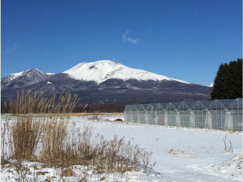 [Nagano/Karuizawa] Spring sale underway★Winter/spring strawberry picking quantitative harvesting 30-minute experience (admission fee included)!の紹介画像