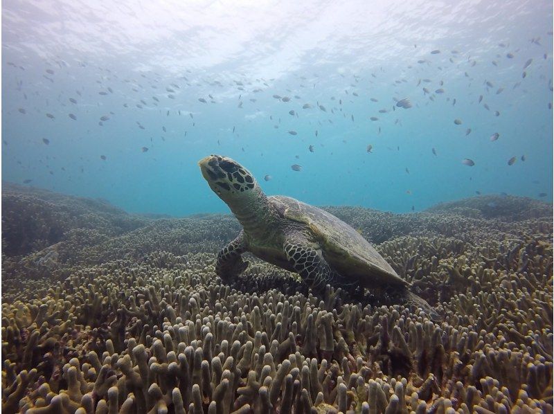 Photos of sea turtles taken on a tour sponsored by Okinawa Prefecture operator "OceanStyle"