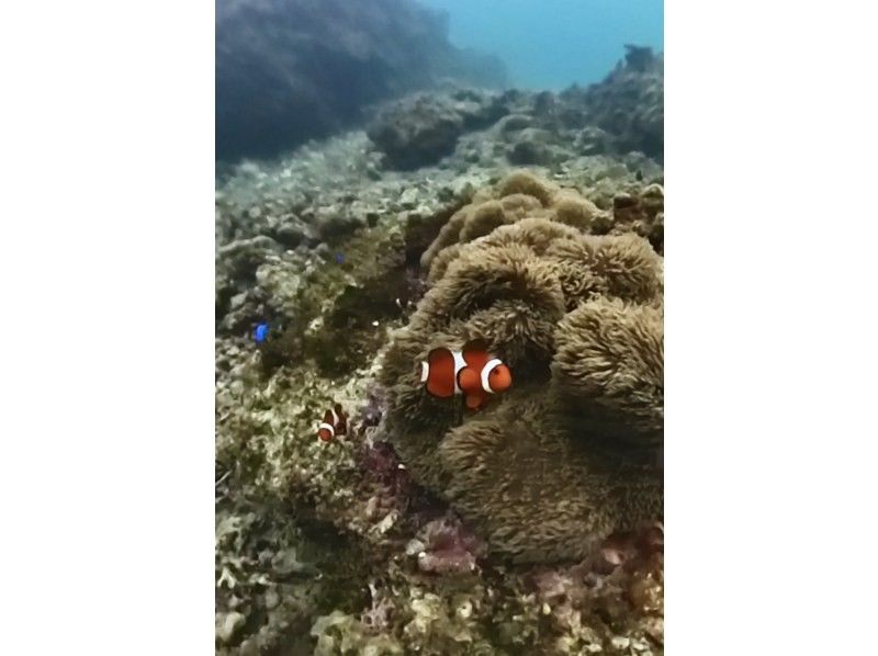 【이라베 섬 de 스노클】미야코 블루의 바다 속을 만끽하자! 사진·동영상 첨부の紹介画像