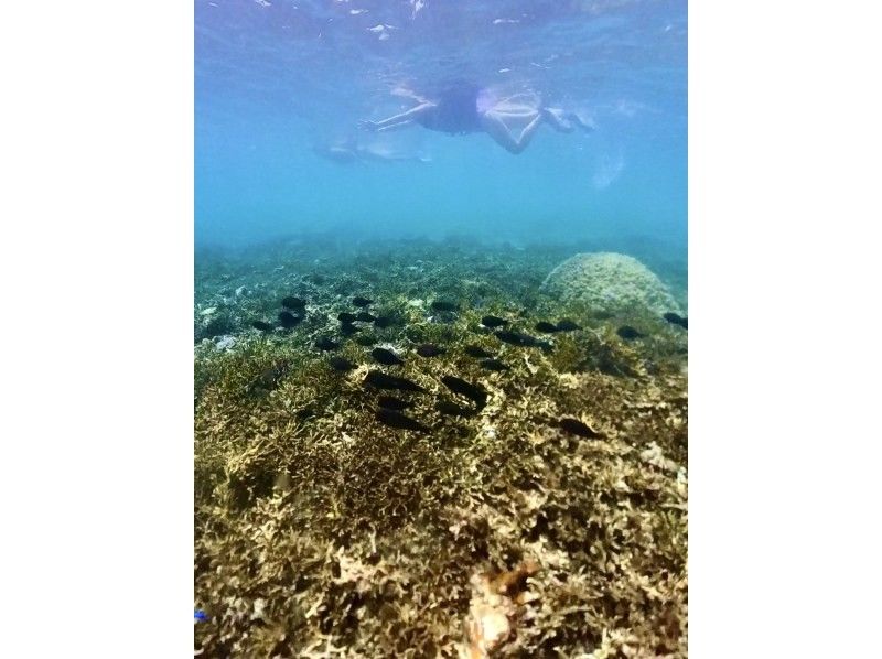 【이라베 섬 de 스노클】미야코 블루의 바다 속을 만끽하자! 사진·동영상 첨부の紹介画像