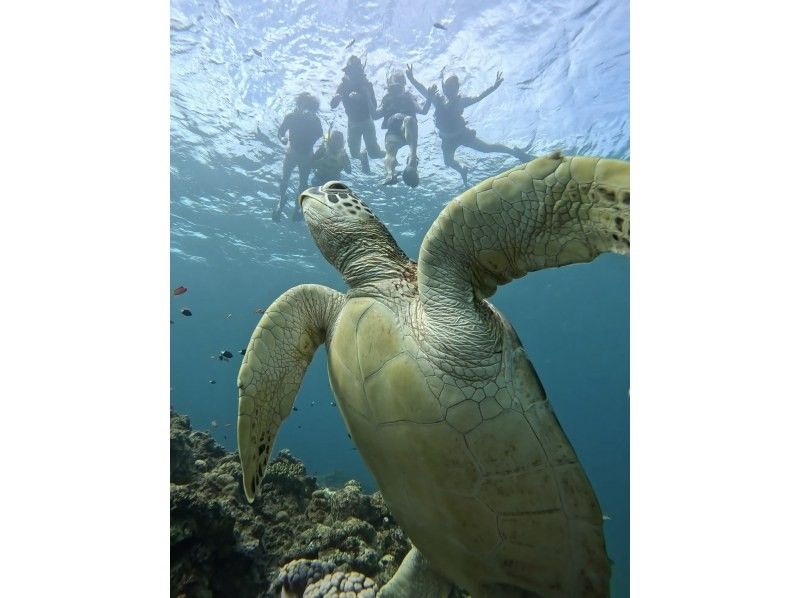 Golden Week Sale [100% chance of seeing sea turtles for three consecutive years] Must-see for those who want to see sea turtles ☆ Blue Cave Snorkeling ☆ Ages 2 to 70 OK {Free photo data} の紹介画像