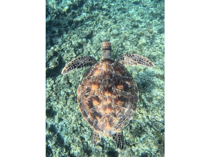 Golden Week Sale [100% chance of seeing sea turtles for three consecutive years] Must-see for those who want to see sea turtles ☆ Blue Cave Snorkeling ☆ Ages 2 to 70 OK {Free photo data} の紹介画像