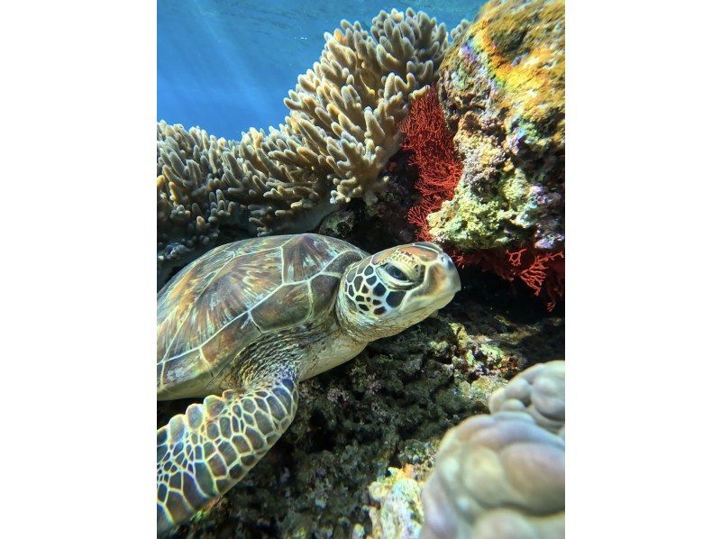 Golden Week Sale [100% chance of seeing sea turtles for three consecutive years] Must-see for those who want to see sea turtles ☆ Blue Cave Snorkeling ☆ Ages 2 to 70 OK {Free photo data} の紹介画像