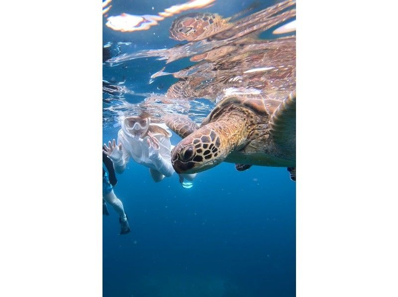 SALE! [100% chance of encountering sea turtles for the second year running] Same-day reservations accepted ☆ Blue Cave Sea Turtle Snorkeling ☆ Ages 2 to 70 OK {Free photos}の紹介画像