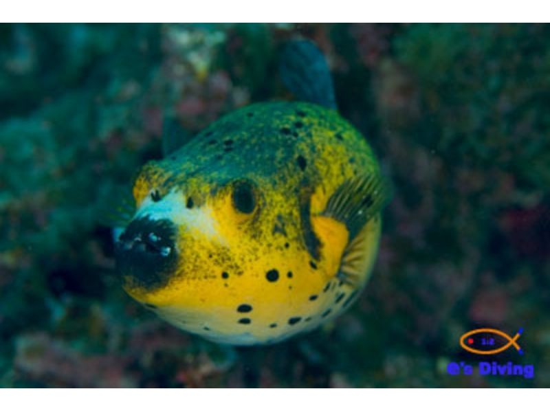[ 오키나와 · 쿠메지마 】 구메 지마의 아름다운 바다에서 팬 다이빙 을 만끽!の紹介画像