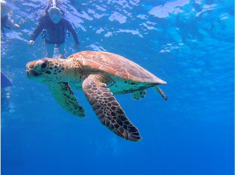[From Naha] Kerama Islands snorkeling + sea turtle exploration plan (with fish interaction experience) [3 hours]の紹介画像