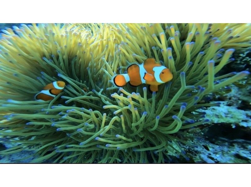 【水納島・瀬底島 】ボート体験ダイビング1本　(10歳から参加OK) 　写真・動画無料プレゼントの紹介画像
