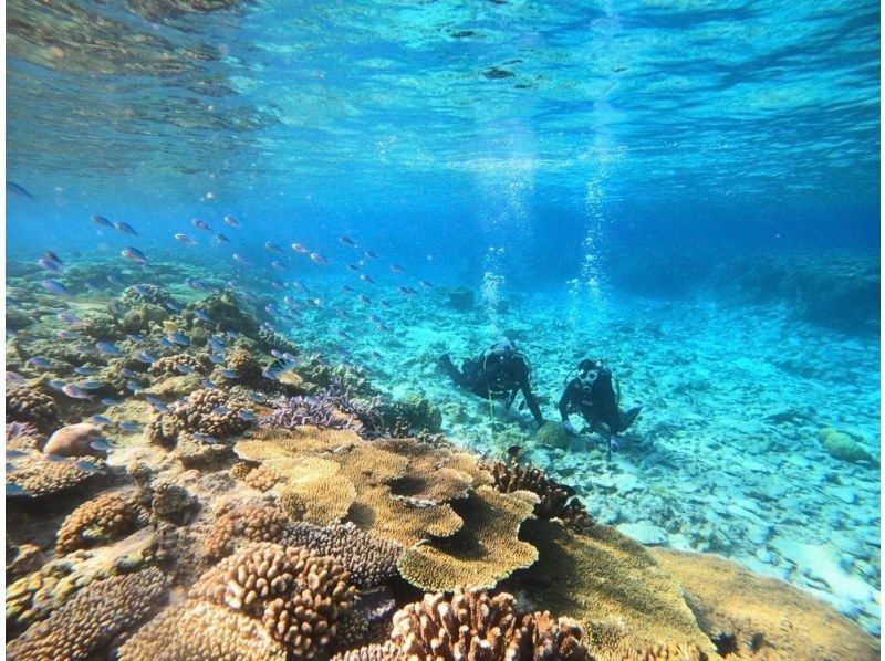 【水納島・瀬底島 】ボート体験ダイビング1本　(10歳から参加OK) 　写真・動画無料プレゼントの紹介画像