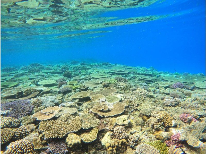 【水納島・瀬底島】ボートシュノーケル2本( 5歳から参加OK) 写真・動画無料プレゼントの紹介画像