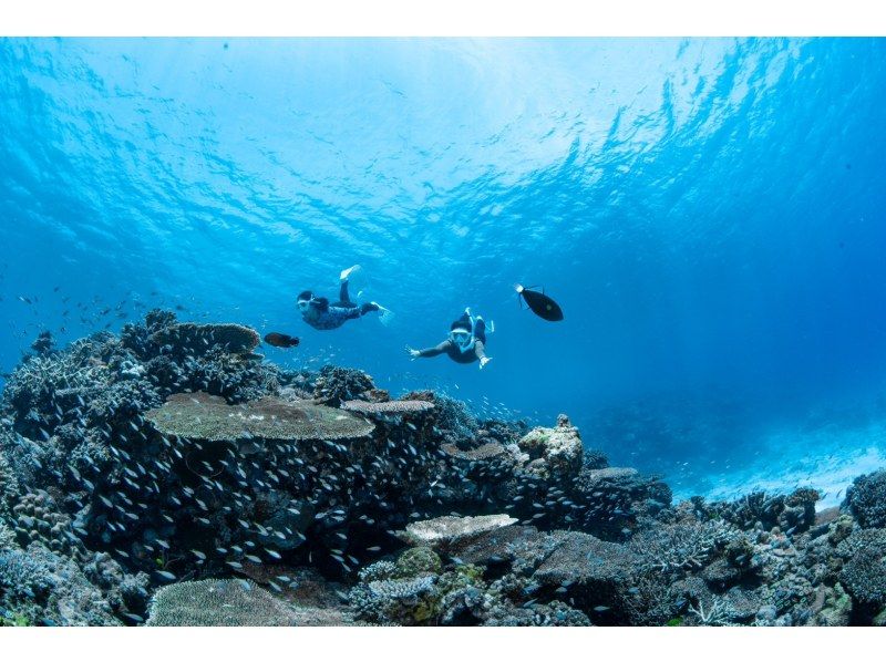 【水納島・瀬底島】ボートスキンダイビング2本　(8歳から参加OK) 写真・動画無料プレゼントの紹介画像